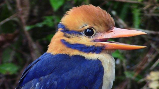 The cheeky colourful Bougainville Moustached Kingfisher 🦜🇵🇬 lives in #PapuaNewGuinea and #WestPapua #rainforest, endangered by #palmoil #deforestation. Boycott the brands destroying their home #BoycottPalmOil @palmoildetect.bsky.social #Boycott4Wildlife https://palmoildetectives.com/2021/01/31/bougainville-moustached-kingfisher-actenoides-bougainvillei/?utm_source=mastodon&utm_medium=Palm+Oil+Detectives&utm_campaign=publer