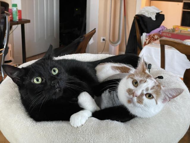 A black cat with big green eyes (Jiji) is lying next to his sister, a white cat with orange patches and a pink nose (Peaches) on a round cat bed. Their paws are intertwined.