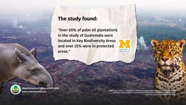 So-called "sustainable" #palmoil certified by #RSPO originating in #Guatemala 🇬🇹 is strongly connected to #deforestation and #ecocide finds @UMich study. Help #rainforests and fight #extinction #Boycottpalmoil #Boycott4Wildlife 🌴🪔🔥☠️🚫 @palmoildetect.bsky.social https://palmoildetectives.com/2023/07/26/palm-oil-deforestation-in-guatemala-certifying-products-as-sustainable-is-no-panacea-university-of-michigan/?utm_source=mastodon&utm_medium=Palm+Oil+Detectives&utm_campaign=publer