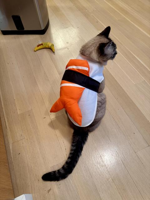 an extremely tolerant lynx point Siamese cat wearing a shrimp nigiri costume