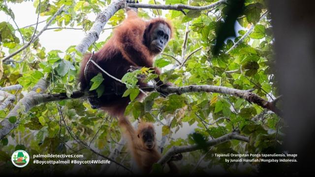 #News: A family of the world's rarest #orangutans, #Tapanuli found in an unprotected peat swamp, under threat from #palmoil. 🌴🤮 Take action and #BoycottPalmOil #Boycott4Wildlife every time you shop to fight their #extinction!  #Deforestation 🚫 @palmoildetect https://news.mongabay.com/2025/10/tapanuli-orangutan-sumatra-endangered-ape-conservation-forest-indonesia/?utm_source=mastodon&utm_medium=Palm+Oil+Detectives&utm_campaign=publer
