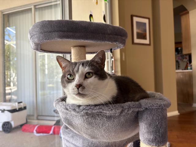 Grey and white cat lying in a bowl-shaped hammock on a grey carpeted cat tree. Her eyes gaze into the distance.