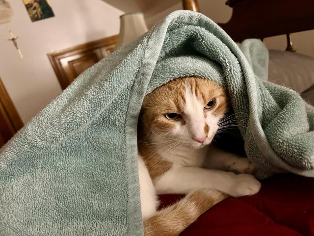 An orange and white tomcat with an orange smudge on his nose peeks out from beneath a green blanket under which he was hiding and napping. A glass lamp and metal crucifix (on the wall) are in the background.