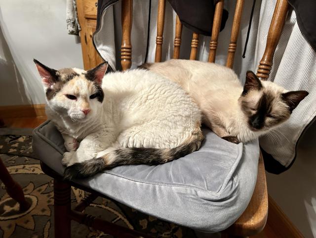 Two munchkin cats sitting on a blue chair cushion and competing for space. The one on the left is white with black and yellow spots (and chubby) while the one on the right is a skinny Siamese who isn't amused that her seat is being taken.