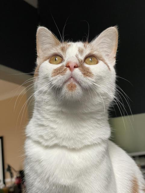 The same cat, now looking silly while looking at something outside the window. 