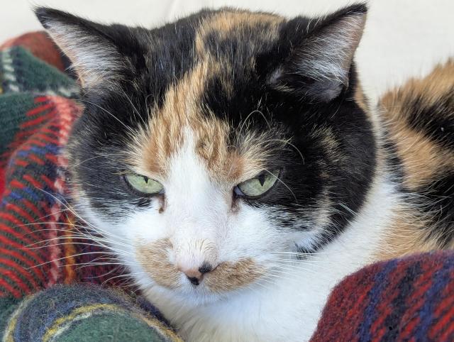 A slightly annoyed Japanese cat with a white face, a black head, and thick orange stripes on her cheeks and above her narrowed green eyes that look like flames.  She's resting on a colorful tartan blanket.