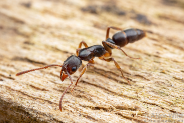 macro photo of a slender, almost wasplike brown ant, with large eyes located somewhat forward along the sides of the head, walking along light-colored wood.