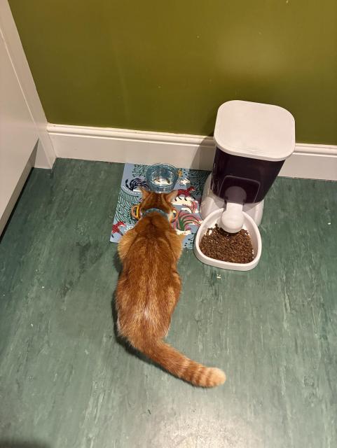 An orange cat eats from on a patterned mat, next to a cat food dispenser on a green floor.