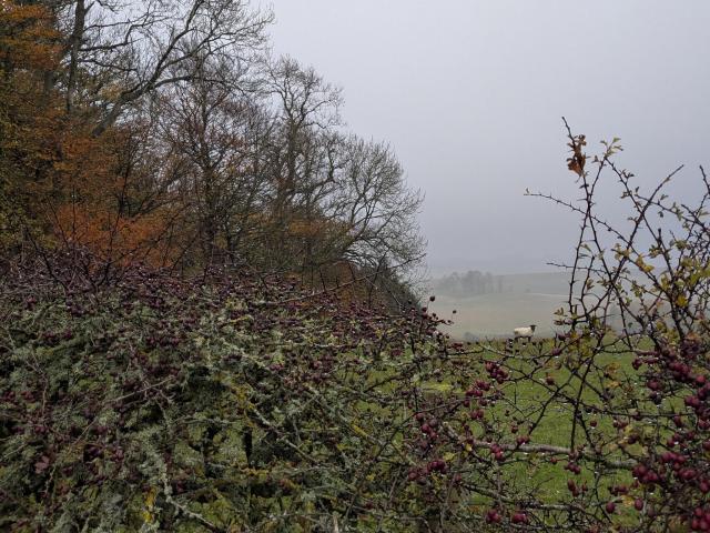 Colour photograph taken through a gap in a hawthorn hedge of a field with hills beyond, shrouded in low cloud and drizzle. A single sheep is visible in the gap in the hedge. There are autumn trees to the left.