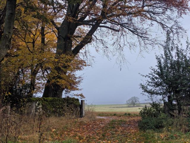 Colour photograph of a leaf littered path running through a gap in a stone wall. To the right is a hedge, to the right large autumn trees. Through the gap a single tree is visible in the distance. The sky is grey and drizzly. 
