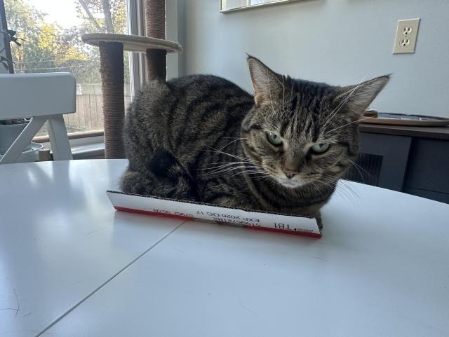 A tabby cat lying down on top of a small piece of cardboard on a table. She doesn’t really fit on it. 
