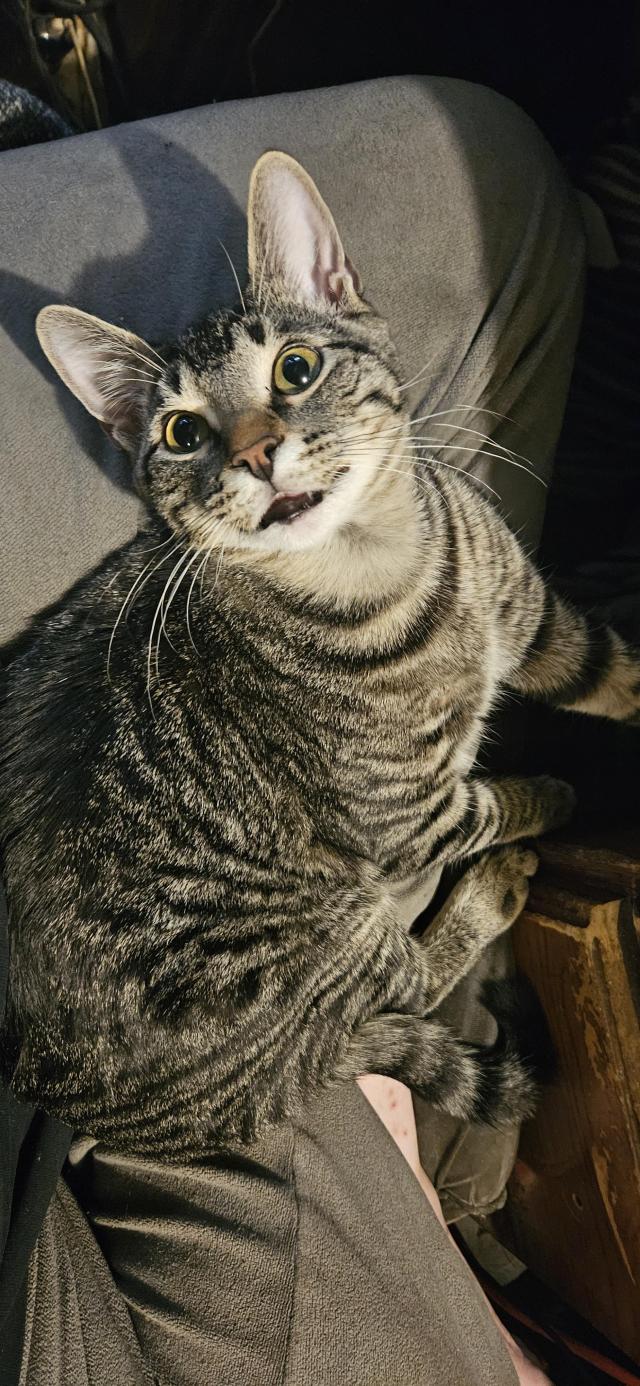 A photo of Vega, a grey tabby kitten, laying on my lap, looking up at the camera like a doofus