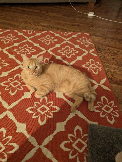 An orange tabby cat with green eyes lies on a red rug with a white floral pattern