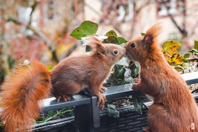 Zwei Eichhörnchen auf einem Balkon. Ein kleines beschnüffelt die Nase der Mutter.