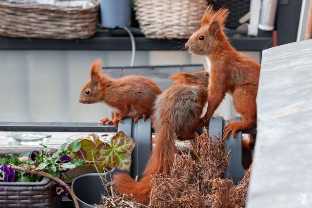 Zwei kleine Eichhörnchen mit ihrer Mutter auf einer Balkonbalustrade.