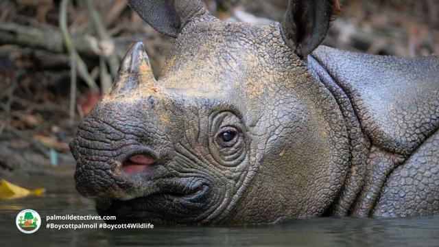 There’s only a few dozen #Javan #Rhinos left then they’re gone forever- driven to #extinction by #palmoil and timber #deforestation, #poaching and human settlement. Fight back when you #BoycottPalmOil 🌴🪔💀🔥⛔️ #Boycott4Wildlife @palmoildetect https://palmoildetectives.com/2021/01/24/javan-rhinoceros-rhinoceros-sondaicus/?utm_source=mastodon&utm_medium=Palm+Oil+Detectives&utm_campaign=publer

