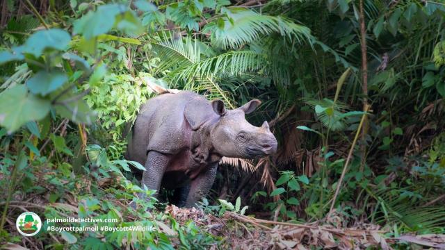 There’s only a few dozen #Javan #Rhinos left then they’re gone forever- driven to #extinction by #palmoil and timber #deforestation, #poaching and human settlement. Fight back when you #BoycottPalmOil 🌴🪔💀🔥⛔️ #Boycott4Wildlife @palmoildetect https://palmoildetectives.com/2021/01/24/javan-rhinoceros-rhinoceros-sondaicus/?utm_source=mastodon&utm_medium=Palm+Oil+Detectives&utm_campaign=publer

