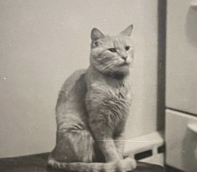 Black and white photo of a beautiful shorthaired tabby cat, my guess is ginger, sitting up on a box or bench or something in front of a white oven.