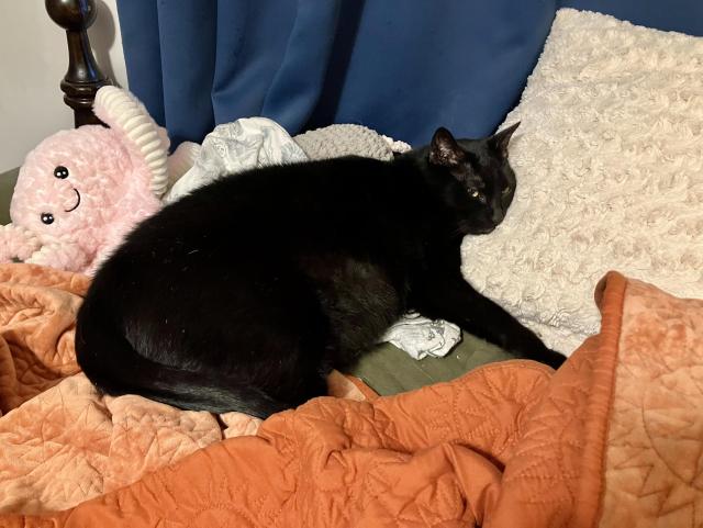 Shadow curled up on my unmade bed with his head resting on a large furry pillow. He is large and extremely pear shaped and there is a stuffed animal octopus right behind him. He looks cozy and he is falling asleep and I was so jealous because I had to leave for work 