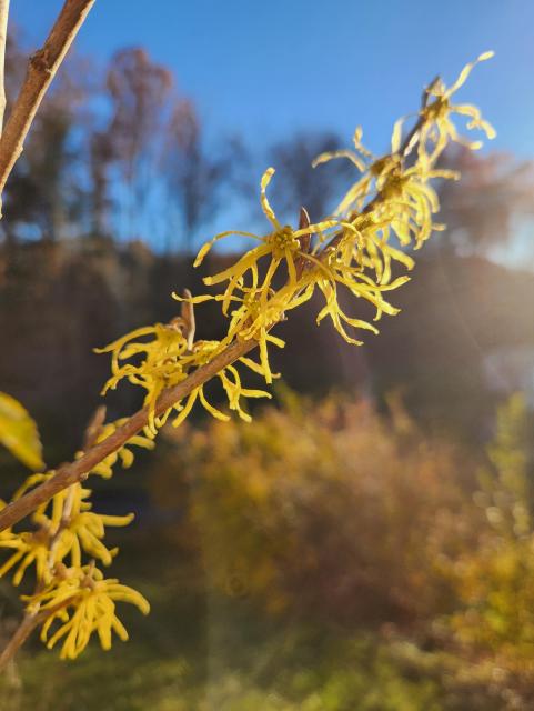 Closeup of yellow spindley flowers