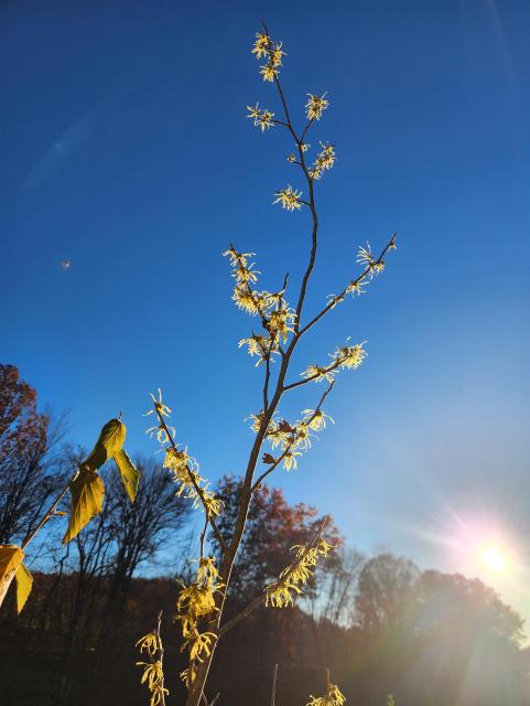 A branch covered in yellow spindly flowers. Blue sky in the background