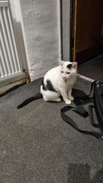 A mostly white black and white cat at the Premises rehearsal studios. 