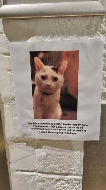 A poster showing Oscar the resident cat at Premises Studios, explaining why he may hiss due to being scared. 