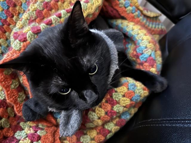 A short-haired black cat nestled inside a multi-coloured crochet blanket. 