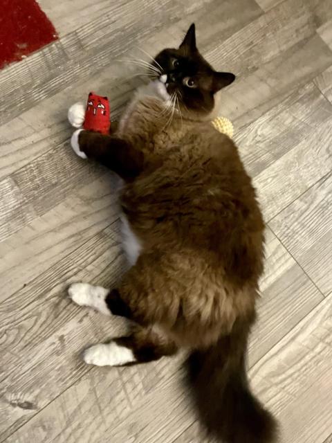 Beau, a three year old Ragdoll-ish handsome boi, playing with his red kitty plushie that's been marinading in catnip.