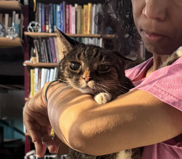 A brown tabby, cat with big eyes being held by me in a purple shirt