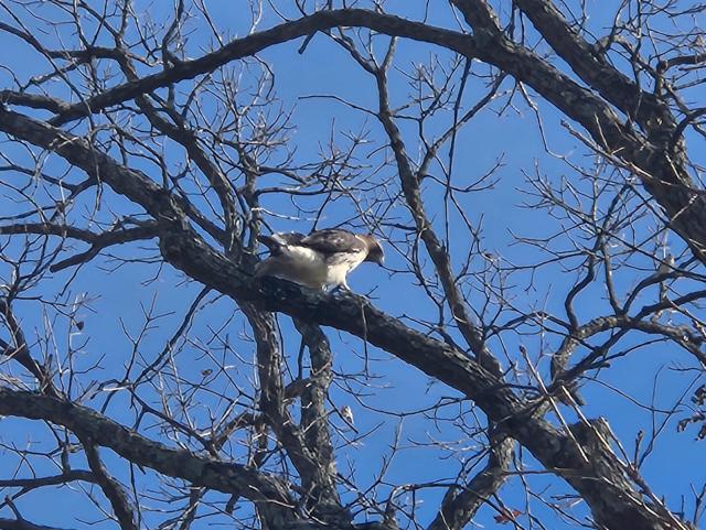 Blurry photo of a hawk