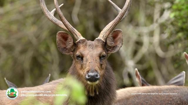 Sambar deer are #vulnerable from  habitat destruction for #timber and #palmoil and relentless hunting. Help them survive, be #vegan for them and #BoycottPalmOil and #Boycott4Wildlife to safeguard these magnificent beings. Learn more via @palmoildetect https://wp.me/pcFhgU-75t?utm_source=mastodon&utm_medium=Palm+Oil+Detectives&utm_campaign=publer 