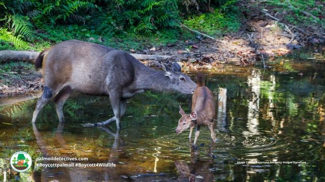Sambar deer are #vulnerable from  habitat destruction for #timber and #palmoil and relentless hunting. Help them survive, be #vegan for them and #BoycottPalmOil and #Boycott4Wildlife to safeguard these magnificent beings. Learn more via @palmoildetect https://wp.me/pcFhgU-75t?utm_source=mastodon&utm_medium=Palm+Oil+Detectives&utm_campaign=publer 