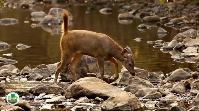 Sambar deer are #vulnerable from  habitat destruction for #timber and #palmoil and relentless hunting. Help them survive, be #vegan for them and #BoycottPalmOil and #Boycott4Wildlife to safeguard these magnificent beings. Learn more via @palmoildetect https://wp.me/pcFhgU-75t?utm_source=mastodon&utm_medium=Palm+Oil+Detectives&utm_campaign=publer 