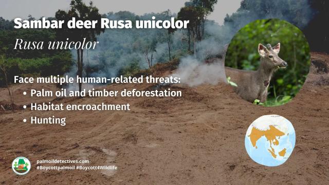 Sambar deer are #vulnerable from  habitat destruction for #timber and #palmoil and relentless hunting. Help them survive, be #vegan for them and #BoycottPalmOil and #Boycott4Wildlife to safeguard these magnificent beings. Learn more via @palmoildetect https://wp.me/pcFhgU-75t?utm_source=mastodon&utm_medium=Palm+Oil+Detectives&utm_campaign=publer 