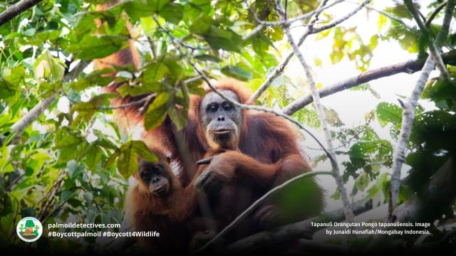 The rarest species of #orangutan, the #Tapanuli is on the verge of being lost forever due to #palmoil and #mining #deforestation destroying 80% of their range. Say no to #ecocide ⛔️🙊🔥🌴🪔 when you shop #BoycottPalmOil #Boycott4Wildlife  @palmoildetect https://palmoildetectives.com/2021/01/19/tapanuli-orangutan-pongo-tapanuliensis/?utm_source=mastodon&utm_medium=Palm+Oil+Detectives&utm_campaign=publer 