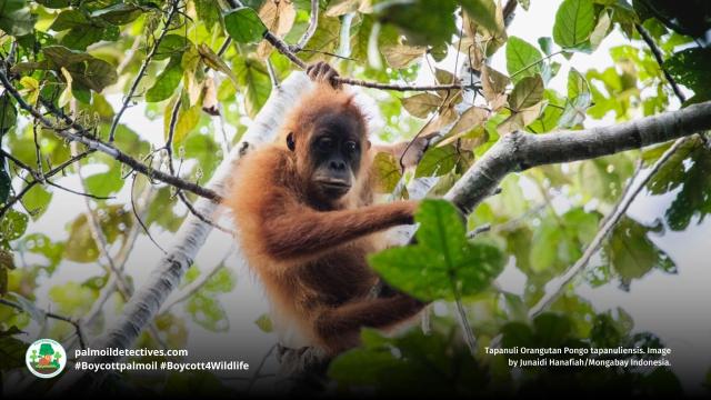 The rarest species of #orangutan, the #Tapanuli is on the verge of being lost forever due to #palmoil and #mining #deforestation destroying 80% of their range. Say no to #ecocide ⛔️🙊🔥🌴🪔 when you shop #BoycottPalmOil #Boycott4Wildlife  @palmoildetect https://palmoildetectives.com/2021/01/19/tapanuli-orangutan-pongo-tapanuliensis/?utm_source=mastodon&utm_medium=Palm+Oil+Detectives&utm_campaign=publer 