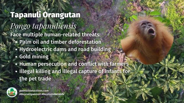 The rarest species of #orangutan, the #Tapanuli is on the verge of being lost forever due to #palmoil and #mining #deforestation destroying 80% of their range. Say no to #ecocide ⛔️🙊🔥🌴🪔 when you shop #BoycottPalmOil #Boycott4Wildlife  @palmoildetect https://palmoildetectives.com/2021/01/19/tapanuli-orangutan-pongo-tapanuliensis/?utm_source=mastodon&utm_medium=Palm+Oil+Detectives&utm_campaign=publer 