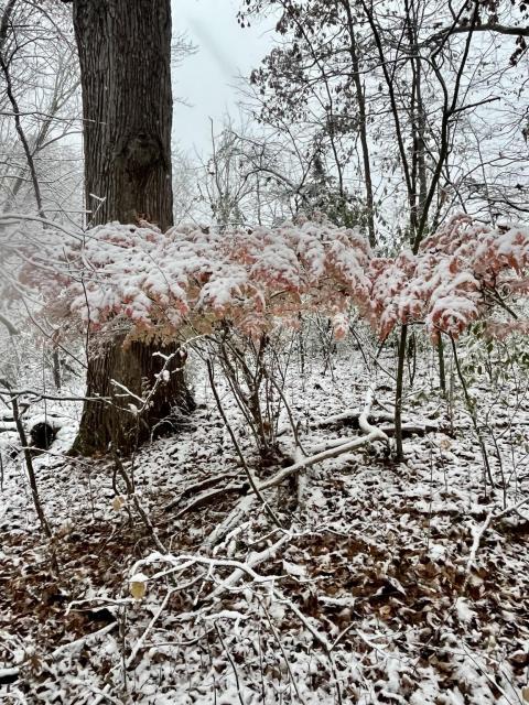 A snowy landscape featuring a bush with a cluster of pink-tinged leaves partially covered in snow. The ground is blanketed in snow and fallen leaves, surrounded by sparse trees in a winter setting.