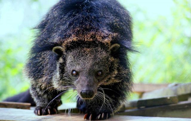＃Binturongs AKA Bearcats are not actually related to cats or bears. They smell of buttered popcorn and ＃vulnerable due to ＃palmoil ＃deforestation in SE ＃Asia 🇮🇩🇻🇳🇲🇾🇵🇭 Help them every time you ＃BoycottPalmOil 🌴🪔⛔️＃Boycott4Wildlife @palmoildetect.bsky.social https://palmoildetectives.com/2021/10/16/binturong-arctictis-binturong/?utm_source=mastodon&utm_medium=Palm+Oil+Detectives&utm_campaign=publer 