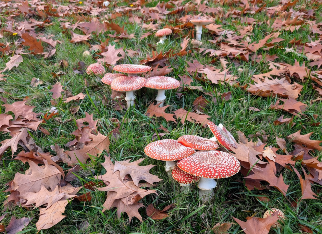 Photo of over eight Amanita mushrooms growing amongst brown oak leaves in the green grass of our park