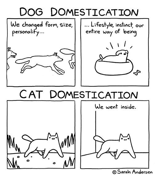 dogs and cats