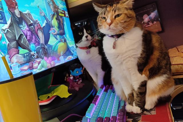 My calico cat Carrie standing directly in front of the keyboard as my tuxedo cat Tiffie is standing right next to her, Tiffie looking at Carrie curiously as Carrie has a mildly grumpy look on her face. In front of them the PC monitor is showing the title screen from season 5 of Marvel Rivals, with Rogue and Gambit having a picnic and several other stats visible on screen.
