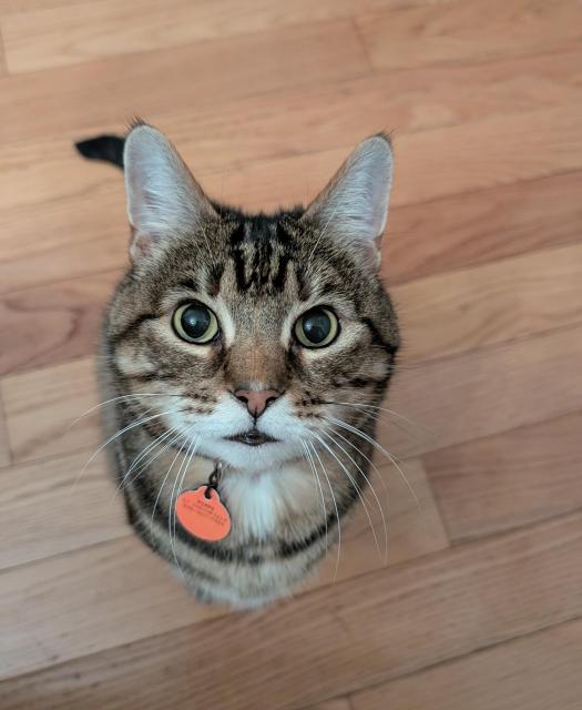 A brown and tan striped tabby cat with a pink collar, looking intently directly into the camera, with huge eyes. The perspective is such that almost her entire body is hidden behind her face