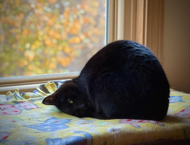 One of the brothers has totally different rules when laying down, often stretching neck way out or, as in this case, smashing face into the blanket. This is a half-smashed face mode, the other half of face has eye open and is looking at us. Who knows the mind of the cat?