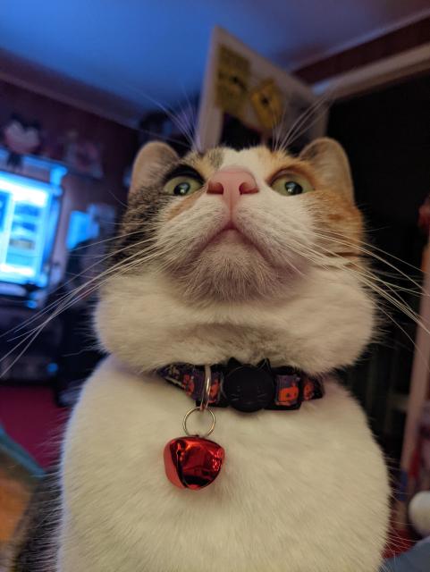 Photo of our calico cat Ophelia in selfie mode of her staring at a fly on the ceiling in the game room. She's wearing her Halloween collar with a red bell. She's adorable derpy looking lol 