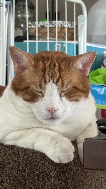 An orange and white cat, seemingly with extra skin, dozing in a small cat tree.
