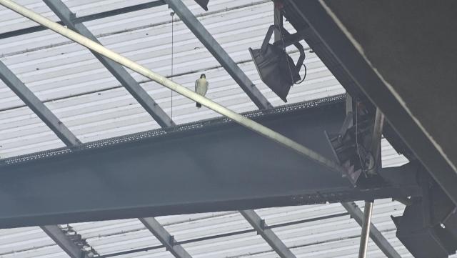 A bird of prey on a rafter at Stadium MK