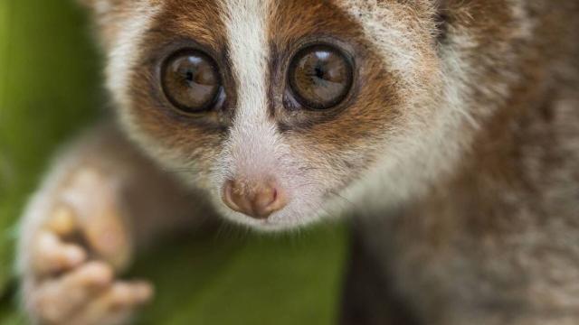 Sweet and meek Sumatran Slow Lorises are #endangered #primates, at risk from the illegal #pet trade and #palmoil #deforestation throughout their range. Help them survive and #Boycottpalmoil #Boycott4Wildlife every time you shop! @palmoildetect.bsky.social https://wp.me/pcFhgU-gQ?utm_source=mastodon&utm_medium=Palm+Oil+Detectives&utm_campaign=publer 