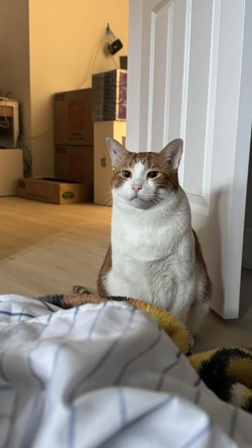 Hungry orange and white cat staring